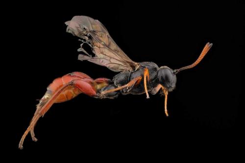 Réf. 282 483 : Phaenolobus clavicornis